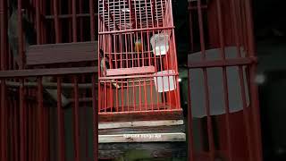 Download lagu Masteran Kemade Bunga Api Gacor Dor mp3