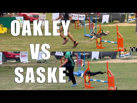 Mini Schnauzer versus Mini Pinscher - Dog Agility