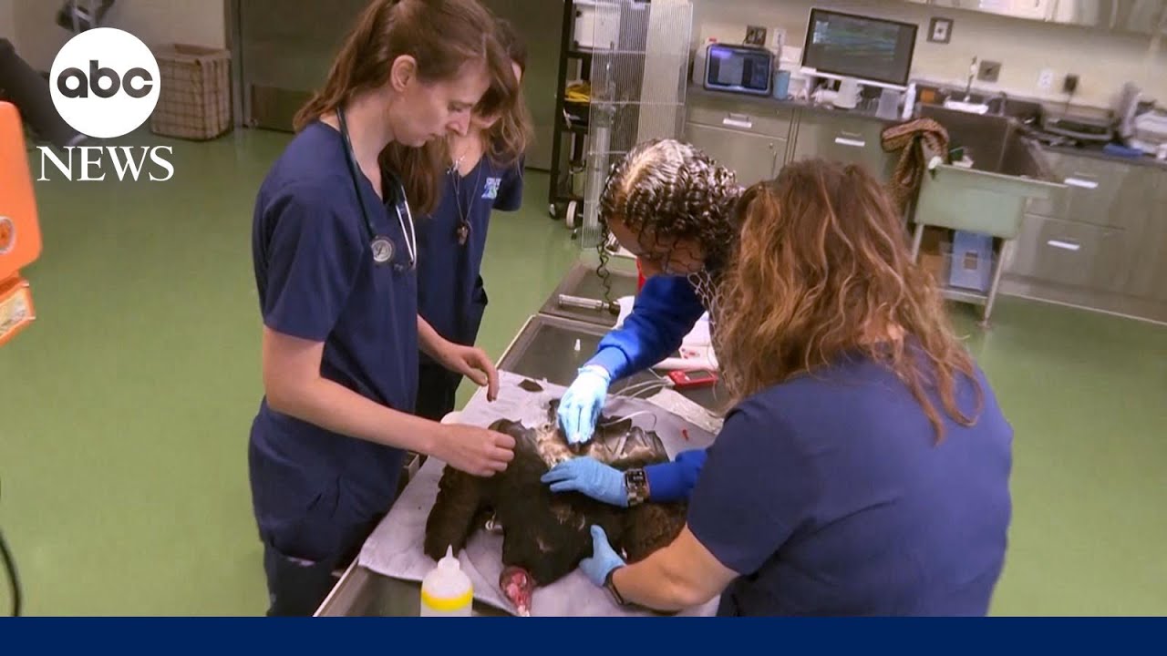 Rare Glimpse Inside! See the Zoo's Heartbreaking Animal Emergency!