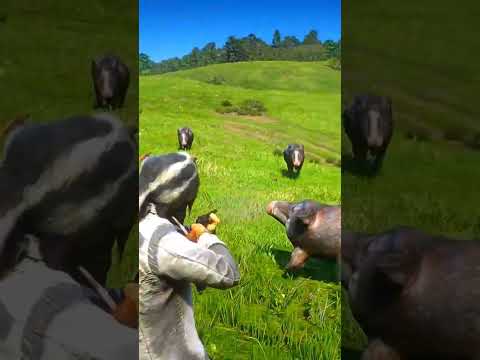 푸른 숲 대초원 한가운데에서 살아남으세요 p3296 , #shorts