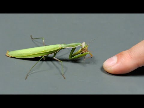 Modliszki w Polsce - FAKTY i MITY