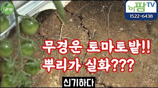 무경운 심은 토마토가 더 잘자란다?? 실화야?? 나주 농민의 농사 비법을 알아보겠습니다.!! …
