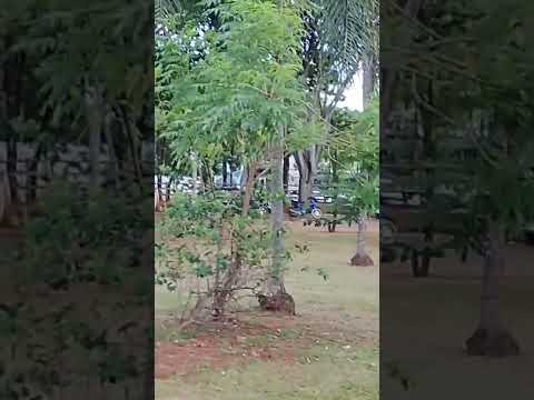 praça do Ipiranga em Anápolis Goiás