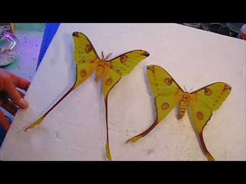 Comet Moth Mounting  - part 3