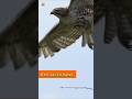 Red-tailed hawk sound | Red-tailed hawk taking flight from tree