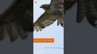 Red-tailed hawk sound | Red-tailed hawk taking flight from tree