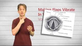 Making Flaps Vibrate In Your Throat: Voicing