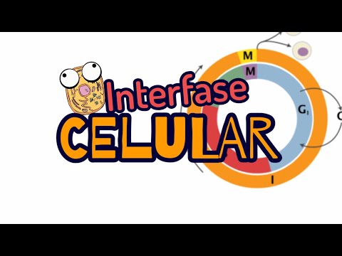 CELL CYCLE / interphase 🔬[summarized in 3 minutes] G1, S, G2 / UNAM-IPN EXAM GUIDE