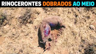 🚨 AGORA: Quem está DOBRANDO RINOCERONTES ao meio na África?