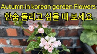 2023년 정원제라 가을 정원을 소개합니다