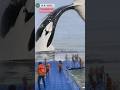 paus orca lagi atraksi di depan nelayan