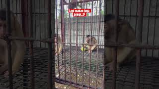 Download lagu 🔴 Beruk sikaka pagi makan di kerjain #beruklucu #beruk #siucupdansikaka mp3 Download lagu 🔴 Beruk sikaka pagi makan di kerjain #beruklucu #beruk #siucupdansikaka mp3