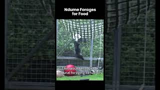 Ndume uses explorationand problem solving to figure out the best way to reach his breakfast.