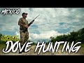 INSANE Dove Hunting in Mexico - All Time Record BROKEN