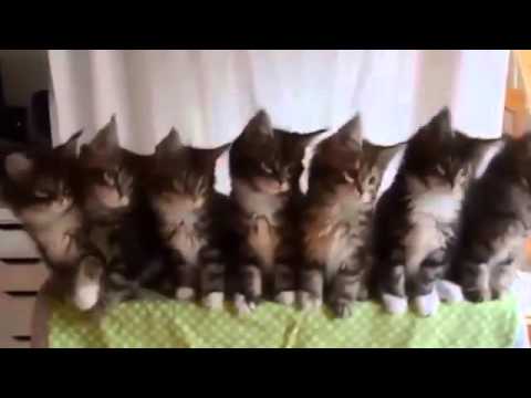 Gatos bailando wiggle wiggle