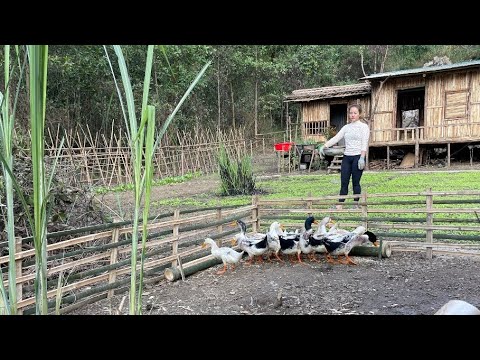 , title : 'How to make duck feed. Create a feeder for ducks. Prepare wood for bed, table, wardrobe - EP.16'