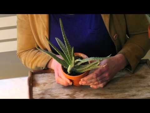 , title : 'Aloe vera - skötsel förökning sticklingar användning - hur gör man'
