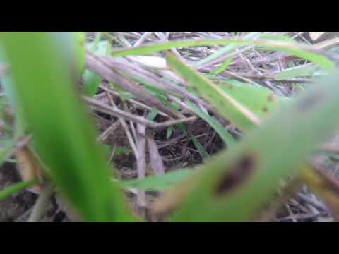 TBS Caipirinha 2 first flight