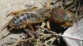 Download lagu SUARA ORONG-ORONG | GAANG | ANJING TANAH mp3 Download lagu SUARA ORONG-ORONG | GAANG | ANJING TANAH mp3