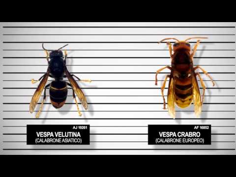 Leczema si gratta di notte Antiossidanti da psoriasi