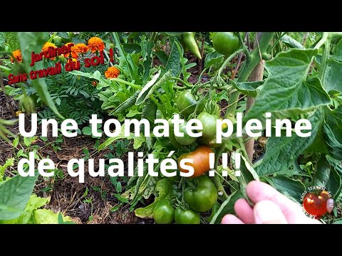 , title : 'Une tomate pleine de qualités !!!'