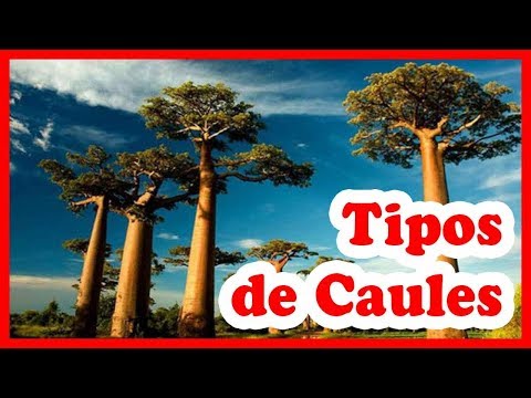 Caule – tipos, partes, função dos caules
