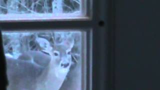 Cautious deer :Nancy Today