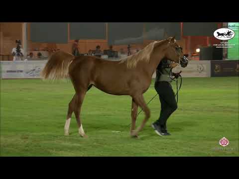 N 97 UD GOLDEN   10th Arabian Horse Show for local Breeders in Saudi Arabia 2021   Yearling Fillies