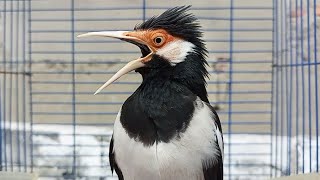 Download lagu Pancingan Jalak Suren Gacor Mompa Full Variasi - Masteran Suara Burung Jalak Gacor Full Isian Mewah mp3