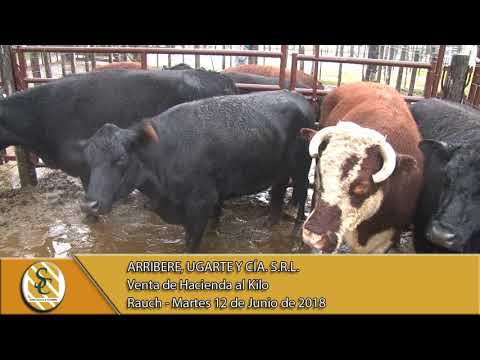 12-06-18 Venta de Gordo - Arribere, Ugarte y Cía. S.R.L. - Rauch