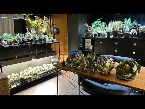 冬に向けてゼラニウムをいつ切るのですか？来年まで保管していたらどうなるでしょうか？  庭園