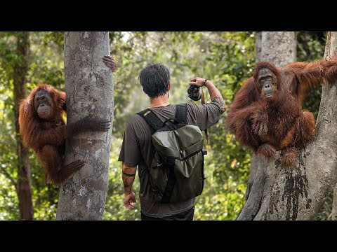 Nyaru Menteng Orangutan Sanctuary — video 1