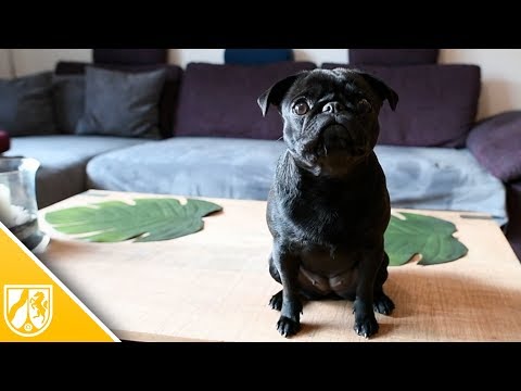 Pfändung von Mops Edda - neue Besitzerin reicht Klage ein