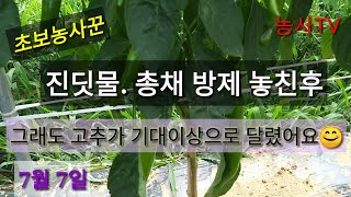 고추재배-추비와 관주를 동시에 해결했습니다.[농사TV]