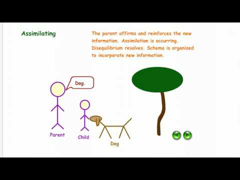 Illustration of Schema, Assimilation, & Accommodation