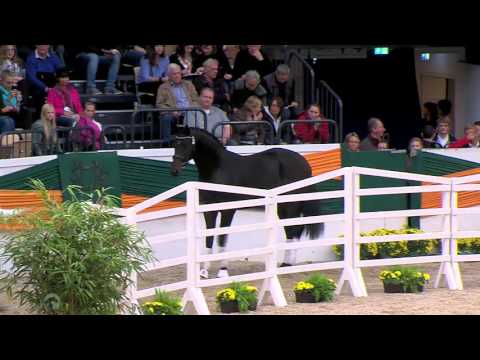 "Under Fire" von Saint Cyr - Easy Game - Herzkristall (beim Freilaufen)