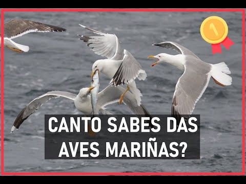 Vídeo: As aves mariñas de Galicia