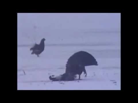 Conan - Hawk As Weapon (Rackelhahn Reloaded)