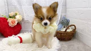 ハーフ犬の動画01