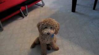 Cute brown poodle puppy BB doing cool tricks (v.2)聰明的紅貴賓