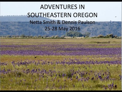 Dennis Paulson: “Birding Adventures in SE Oregon” (WOS Monthly Meeting,  Nov 2, 2020)