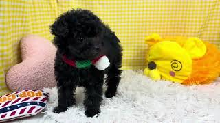 タイニープードルの動画01