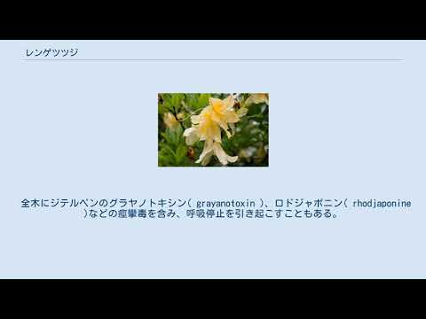 レンゲツツジ 植物