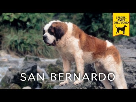 SAN BERNARDO documentary trailer