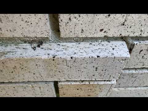 Ants Going Nuts for Our Gel Bait in Neshanic Station, NJ