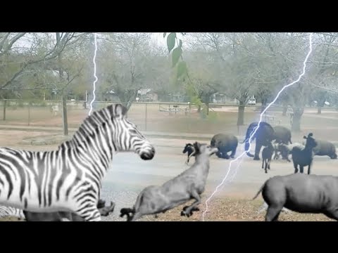 Animal Zoo Escape Green Screen / animal stampede / stampede animals / animals stampede / jumanji