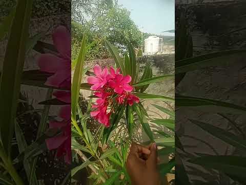 Fo flowers#umasri-s7q