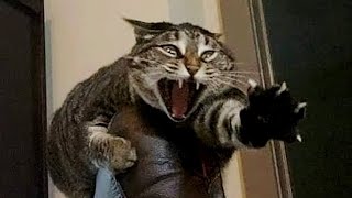FUNNY CAT MEMES COMPILATION OF 2022 PART 38