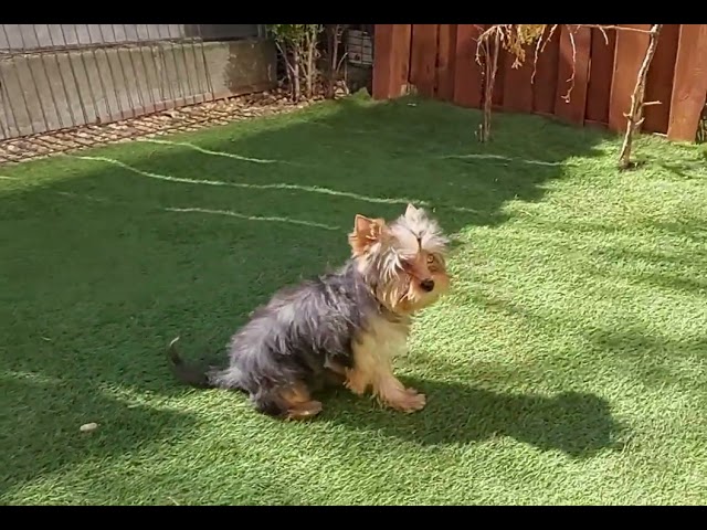 Yorkshire Terrier cachorro en venta