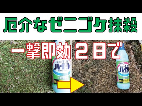 園芸 木からコケや地衣類を取り除いたほうがいいでしょうか?
